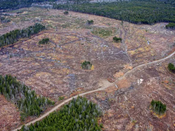 Lifescape requests judicial review of the Biomass Strategy