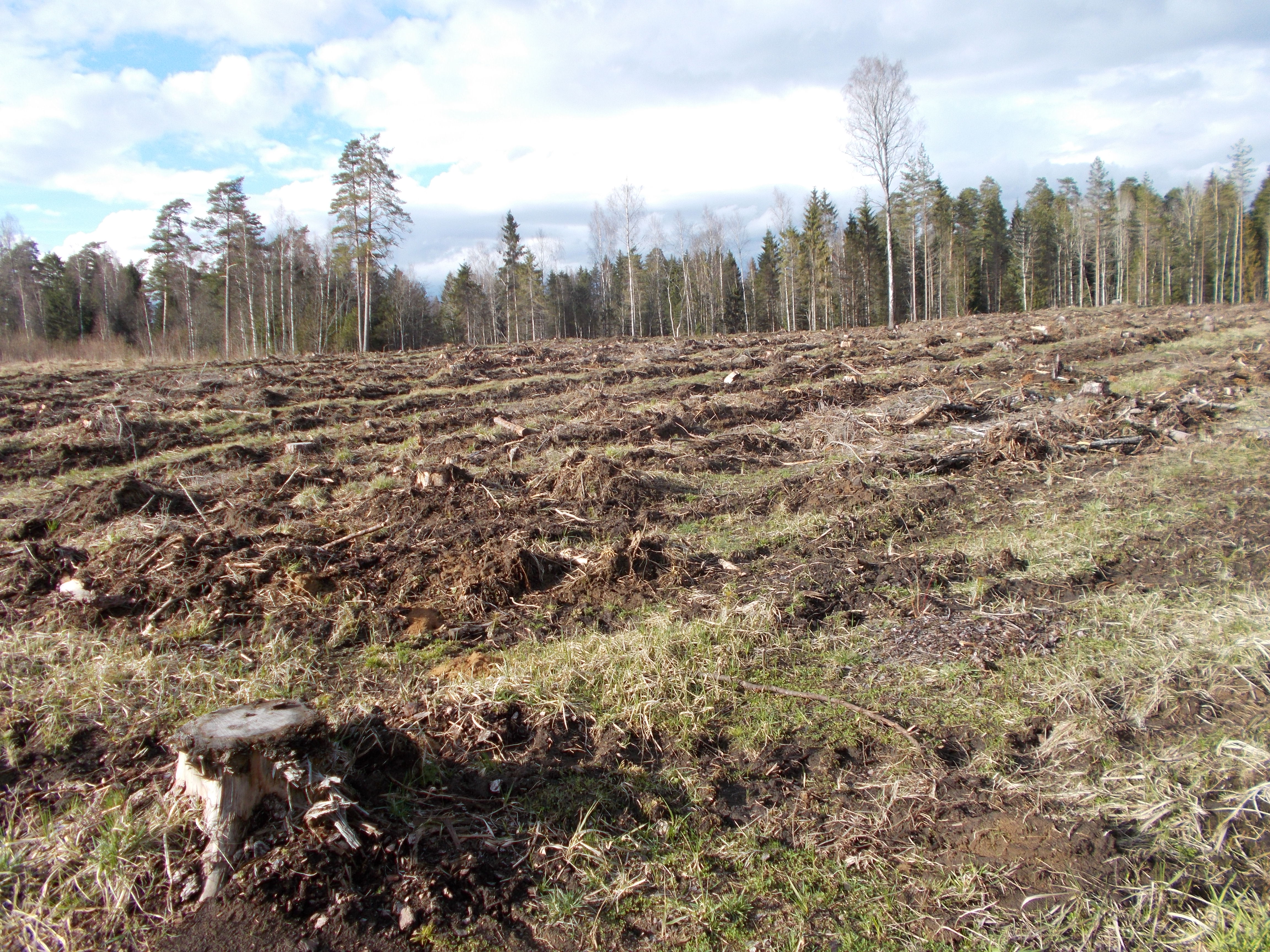 A photo of a clearcut forest in Estonia A photo of a clearcut forest in Estonia
