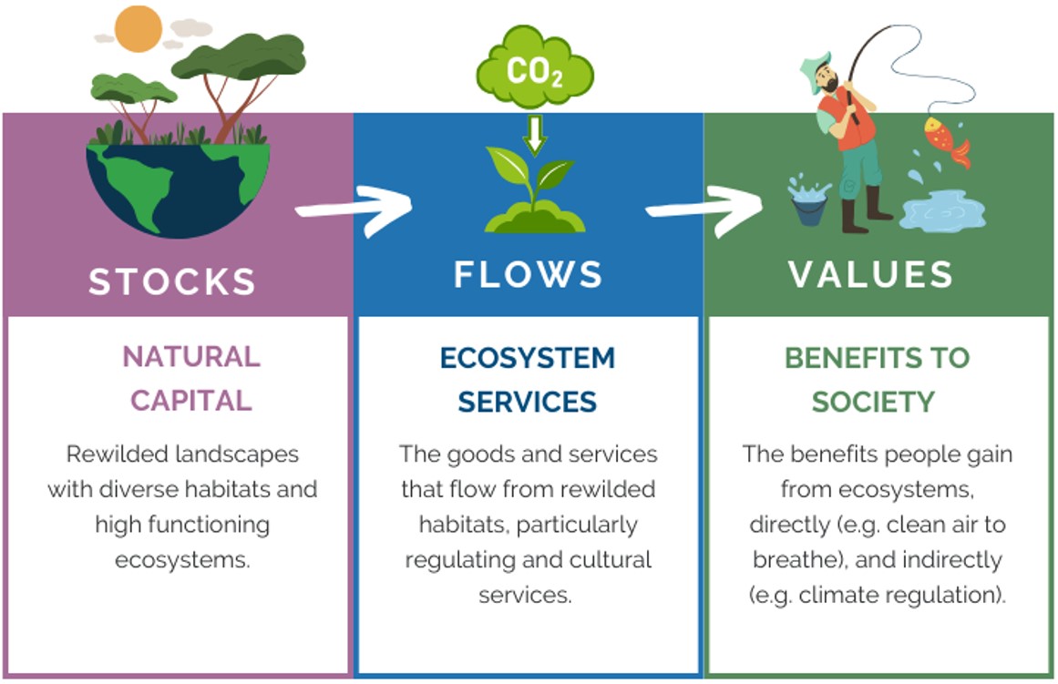 Three columns showing how natural capital stocks connect to flows and values